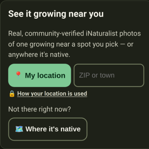 The tidied “See it growing near you” section on a plant's page