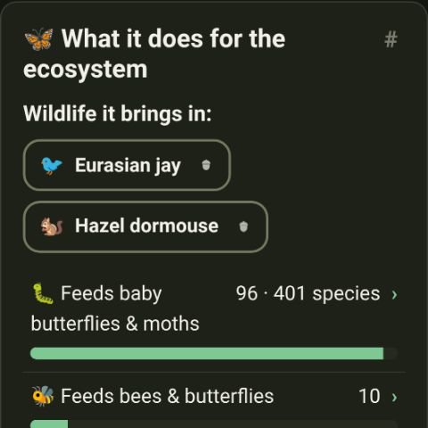 The sessile oak's page, naming the Eurasian jay and the hazel dormouse among the wildlife it brings in
