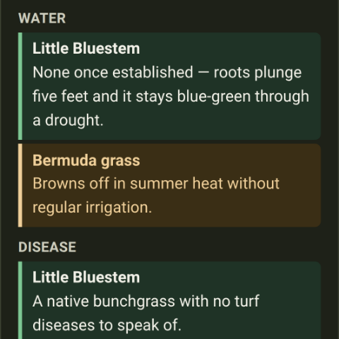 Little bluestem against Bermuda grass, side by side: on water the native needs none once established while the lawn grass browns off without irrigation, and it carries no turf disease