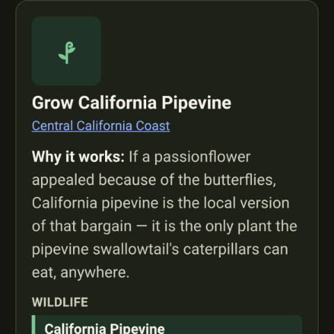 California pipevine offered in place of a blue passionflower